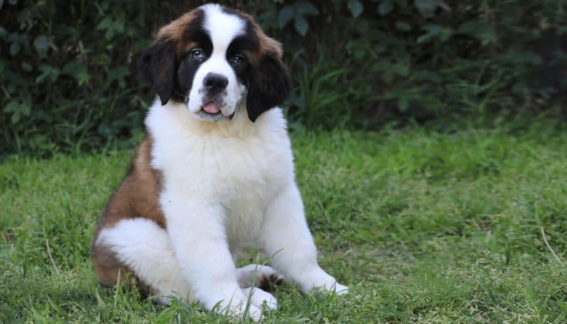 Image of Saint Bernard posted on 2022-03-13 14:06:50 from kochi